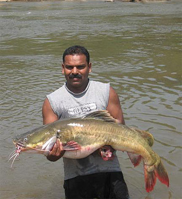 1789_Mr. Peter_Krishna Mystus_Hemibagrus maydelli.jpg 1789_Mr. Peter_Krishna Mystus_Hemibagrus maydelli.jpg